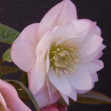 Load image into Gallery viewer, Helleborus x hybridus Winter Jewels® &#39;Cotton Candy&#39;
