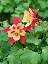 Load image into Gallery viewer, Aquilegia Earlybird™Red Yellow (Columbine) perennial, red and yellow flowers
