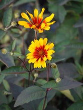 Load image into Gallery viewer, Heliopsis helianthoides var. scabra &#39;Burning Hearts&#39; (False Sunflower)
