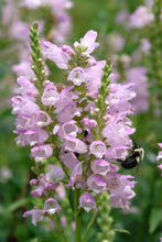Load image into Gallery viewer, Physostegia virginiana &#39;Pink Manners&#39; (Obedient Plant)
