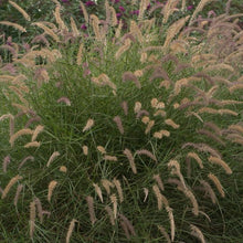 Load image into Gallery viewer, Oriental Pink Fountain Grass (Pennisetum orientale &#39;Karley Rose&#39;)
