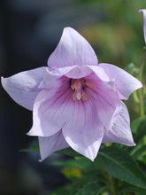 Load image into Gallery viewer, Platycodon grandiflorus &#39;Astra Pink&#39; (Balloon Flower)
