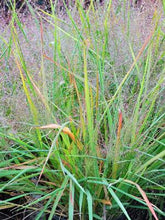 Load image into Gallery viewer, Purple Love Grass (Eragrostis spectabilis)
