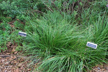 Load image into Gallery viewer, Cherokee Sedge (Carex cherokeensis)
