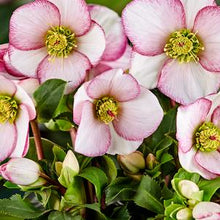 Load image into Gallery viewer, Helleborus HGC® Ice N&#39; Roses® Picotee (Helleborus Gold Collection® Lenten Rose)
