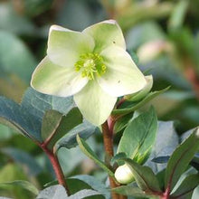Load image into Gallery viewer, Helleborus x &#39;Ivory Prince&#39; (Lenten Rose)
