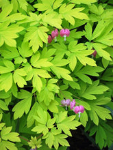 Load image into Gallery viewer, Dicentra s. &#39;Gold Heart&#39; (Bleeding Heart)
