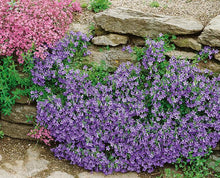 Load image into Gallery viewer, Bellflower (Campanula x &#39;Birch Hybrid&#39;), purple flowers
