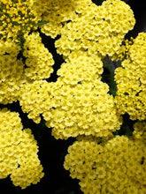 Load image into Gallery viewer, Dwarf Yarrow (Achillea x &#39;Little Moonshine&#39;), yellow flowers
