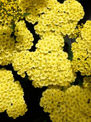 Dwarf Yarrow (Achillea x 'Little Moonshine'), yellow flowers