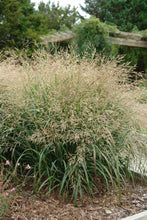 Load image into Gallery viewer, Switchgrass (Panicum virgatum &#39;Cape Breeze&#39;)
