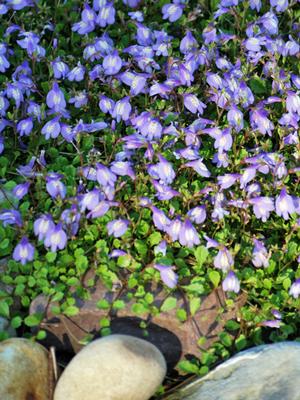 Creeping Blue Mazus (Mazus reptans), blue flowers