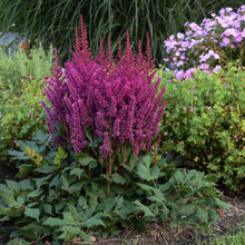 Load image into Gallery viewer, Astilbe chinensis &#39;Visions&#39; (False Spirea) perennial, pink flowers
