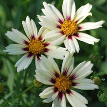 Load image into Gallery viewer, Coreopsis x L&#39;il Bang™ &#39;Starlight&#39; (Tickseed), white flowers
