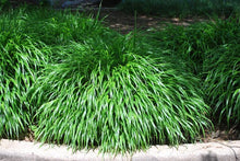 Load image into Gallery viewer, Hakonechloa macra (Japanese Forest Grass)
