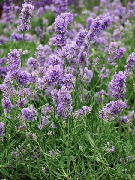 Lavandula angustifolia 'Munstead' (English Lavender)