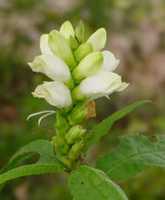 Load image into Gallery viewer, White Turtlehead (Chelone glabra)
