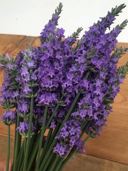 Lavandula x intermedia Sensational!® (Lavender)