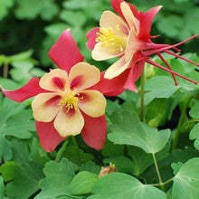 Load image into Gallery viewer, Aquilegia Earlybird™Red Yellow (Columbine) perennial, red and yellow flowers
