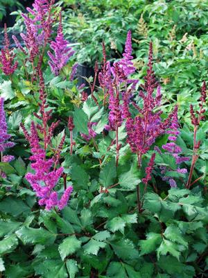 Astilbe chinensis 'Vision in Red' (False Spirea) perennial, pink flowers