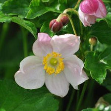 Load image into Gallery viewer, Anemone x hybrida &#39;September Charm&#39; (Windflower) perennial
