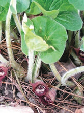 Load image into Gallery viewer, Wild Ginger (Asarum canadense)
