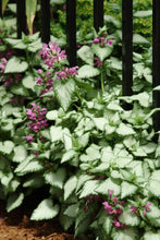 Load image into Gallery viewer, Lamium maculatum &#39;Beacon Silver&#39; (Dead Nettle)
