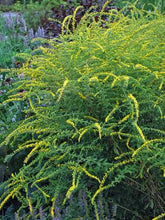 Load image into Gallery viewer, Solidago rugosa &#39;Fireworks&#39; (Goldenrod)

