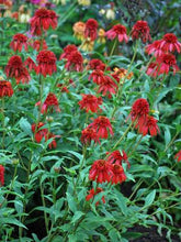 Load image into Gallery viewer, Cone-fections™ Series Coneflower (Echinacea x purpurea &#39;Hot Papaya&#39;), red flowers
