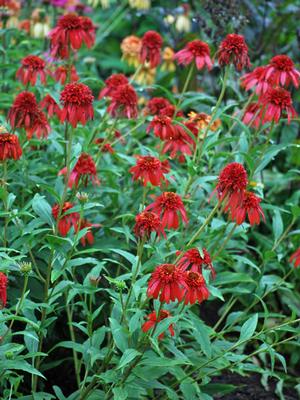 Cone-fections™ Series Coneflower (Echinacea x purpurea 'Hot Papaya'), red flowers