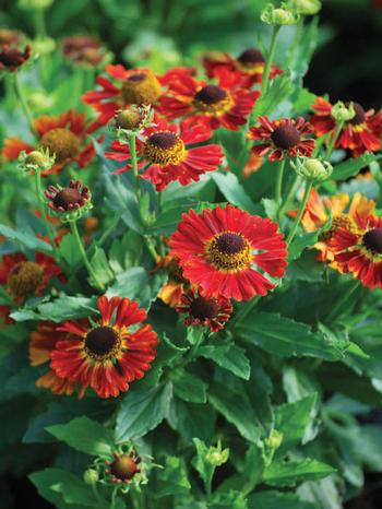 Helenium autumnale Mariachi™'Salsa' (Helen's Flower, Sneezeweed ...