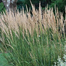 Load image into Gallery viewer, Calamagrostis x acutiflora &#39;Karl Foerster&#39; (Feather Reed Grass)
