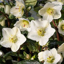Load image into Gallery viewer, Helleborus HGC® Ice N&#39; Roses® White (Helleborus Gold Collection® Lenton Rose)
