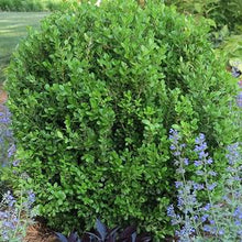 Load image into Gallery viewer, Buxus NewGen Freedom® (Boxwood)
