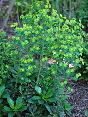 Robb's Spurge (Euphorbia amygdaloides var. robbiae)