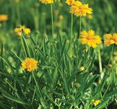 Load image into Gallery viewer, Coreopsis grandiflora &#39;Sun Up&#39; (Tickseed), yellow flowers
