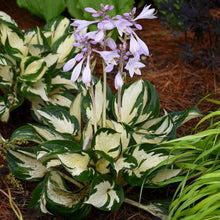 Load image into Gallery viewer, Hosta x &#39;Fire and Ice&#39; (Plantain Lily)
