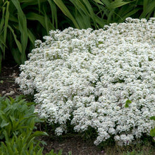 Load image into Gallery viewer, Iberis sempervirens &#39;Snowflake&#39; (Candytuft)
