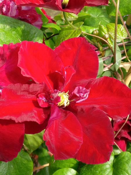 Clematis Charmaine ™Regal® (Clematis Hybrid), red flower