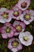 Load image into Gallery viewer, Helleborus x hybridus Winter Jewels® &#39;Cherry Blossom&#39;
