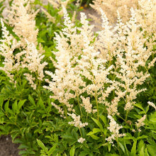 Load image into Gallery viewer, Astilbe arendsii &#39;Snowdrift&#39; (False Spirea) perennial, white flowers
