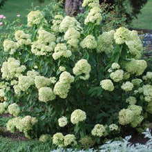 Load image into Gallery viewer, Hydrangea paniculata Little Lime® (Panicle Hydrangea)
