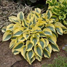 Load image into Gallery viewer, Hosta x Shadowland® &#39;Autumn Frost&#39; (Plantain Lily)
