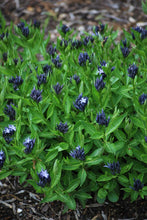 Load image into Gallery viewer, Amsonia x &#39;Blue Ice&#39; (Bluestar) perennial
