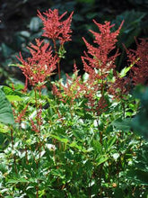 Load image into Gallery viewer, Astilbe arendsii &#39;Fanal&#39; (False Spirea) perennial, red flowers
