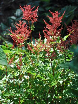Astilbe arendsii 'Fanal' (False Spirea) perennial, red flowers