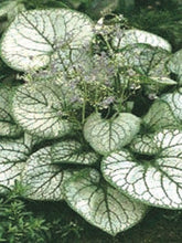 Load image into Gallery viewer, Variegated Dwarf Anchusa (Brunnera macrophylla &#39;Jack Frost&#39;)
