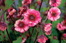 Load image into Gallery viewer, Geum Tempo ™Rose (Avens)

