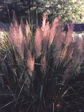 Load image into Gallery viewer, Korean Feather Reed Grass (Calamagrostis brachytricha)
