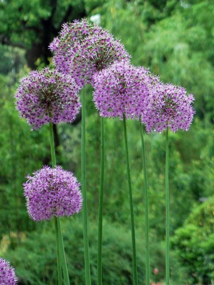 Allium 'Gladiator' (Ornamental Onion) perennial